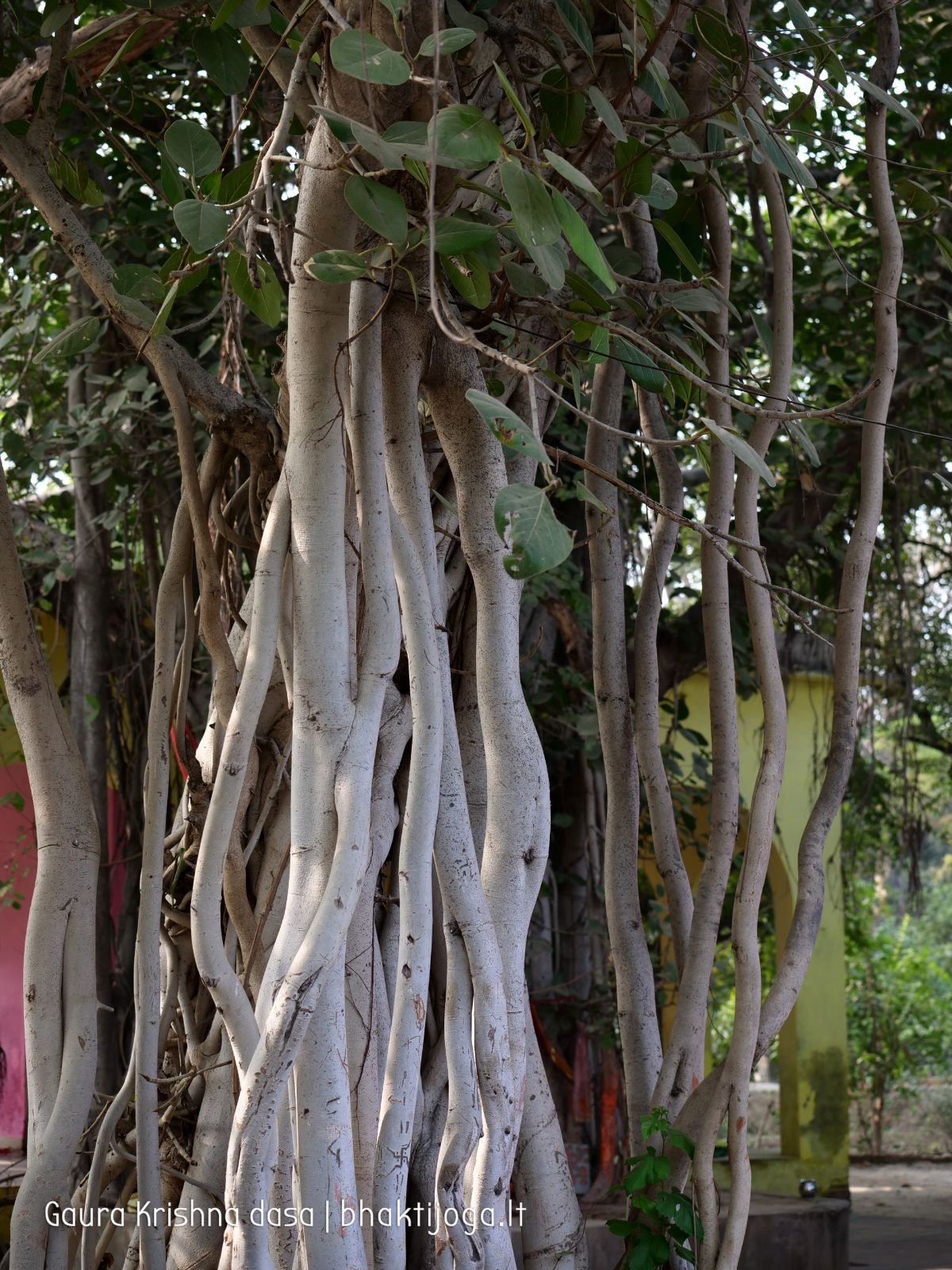  Varshana parikrama and preaching. 2019.12.10